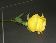 das zu drehende Bild
