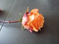 das zu drehende Bild